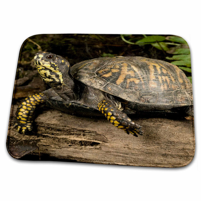 Dish Drying Mat - Eastern Box Turtle, Central Pennsylvania - US39 JMC0017 - Joe and Mary Ann McDonald Turtles