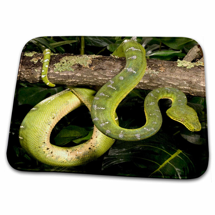 Dish Drying Mat - Emerald Tree Boa snake - US39 JMC0018 - Joe and Mary Ann McDonald Snakes