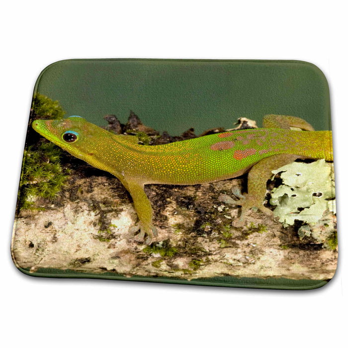 Dish Drying Mat - Gold Dust Day Gecko lizard, Madagascar - US39 JMC0025 - Joe and Mary Ann McDonald Lizards