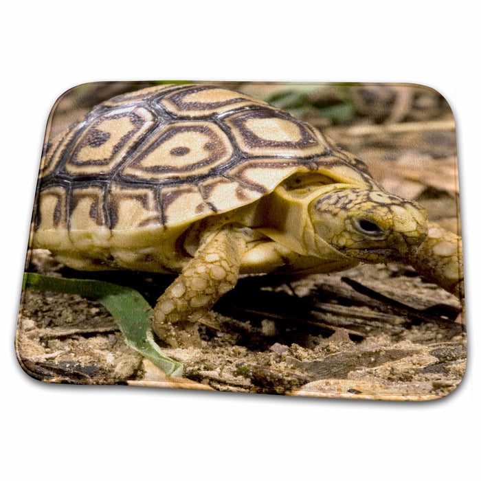 Dish Drying Mat - Leopard tortoise, Kenya - US39 JMC0032 - Joe and Mary Ann McDonald Tortoises