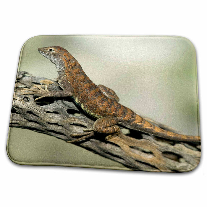 Dish Drying Mat - Common Lesser Earless Lizard - US39 JMC0033 - Joe and Mary Ann McDonald Lizards