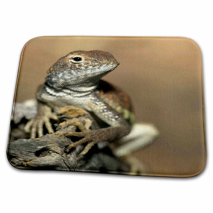 Dish Drying Mat - Common Lesser Earless Lizard - US39 JMC0034 - Joe and Mary Ann McDonald Lizards