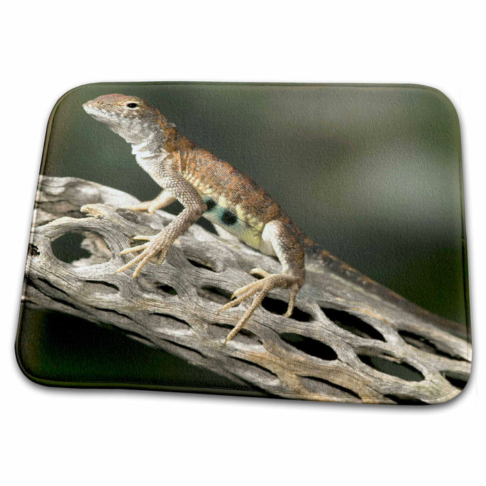 Dish Drying Mat - Common Lesser Earless Lizard - US39 JMC0035 - Joe and Mary Ann McDonald Lizards