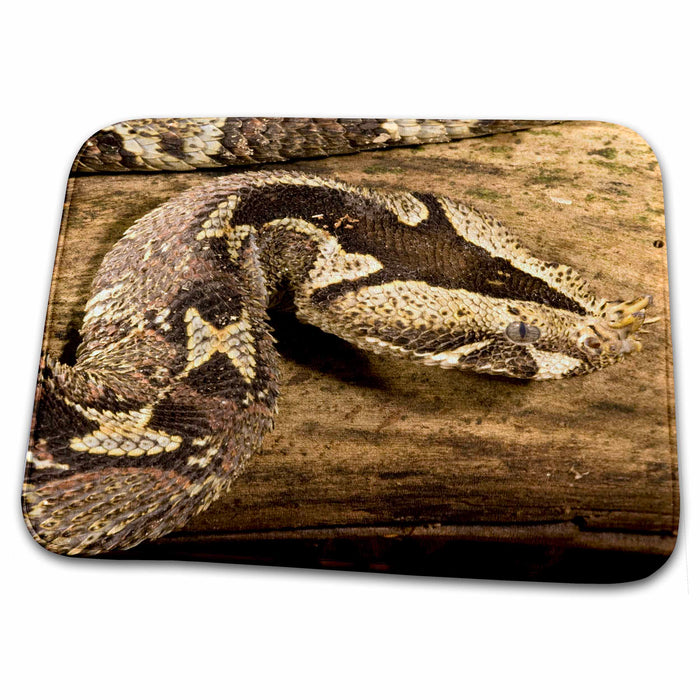 Dish Drying Mat - Rhinoceros Viper, Central Africa - US39 JMC0047 - Joe and Mary Ann McDonald Snakes