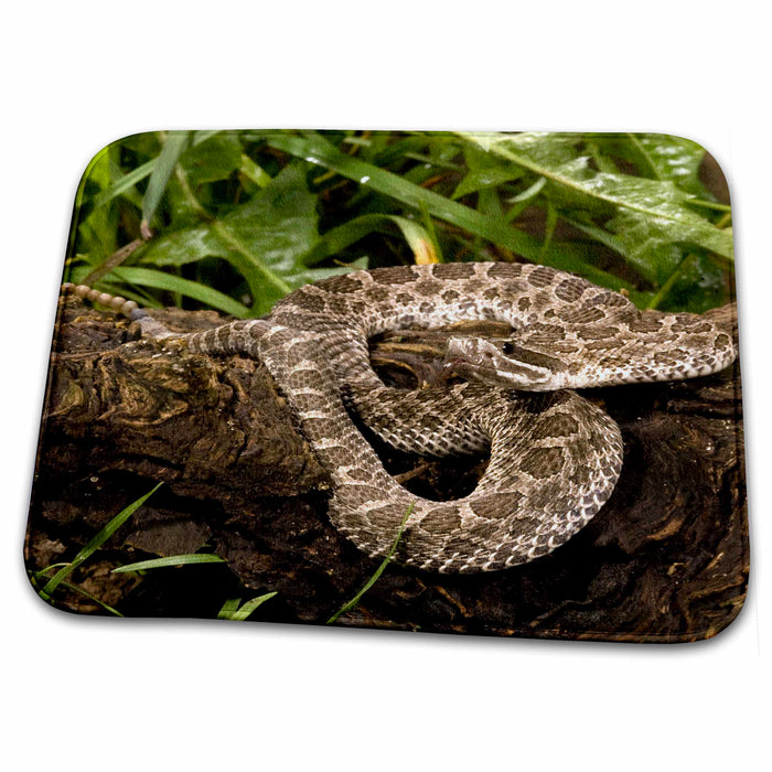 Dish Drying Mat - Western Massasauga Rattlesnake, Arizona - US39 JMC0055 - Joe and Mary Ann McDonald Snakes