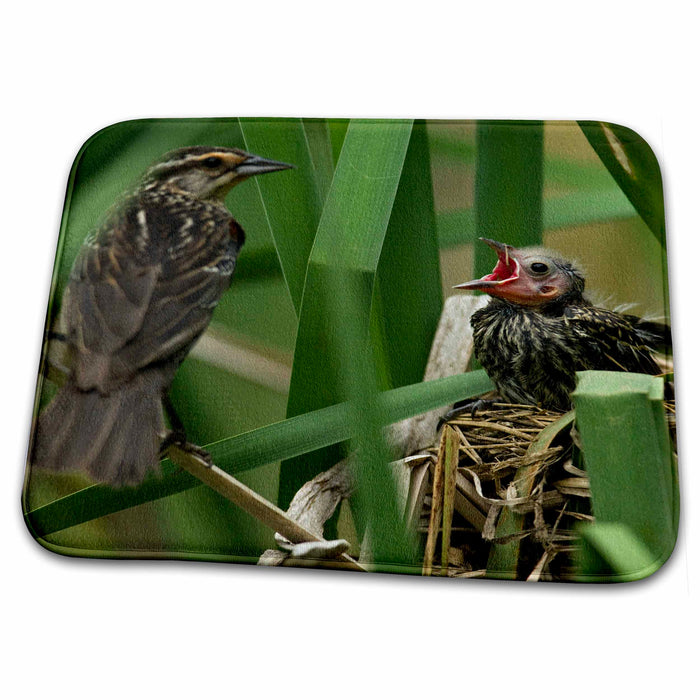 Dish Drying Mat - Red-winged Blackbird, nest - US39 JMC0072 - Joe and Mary Ann McDonald Birds