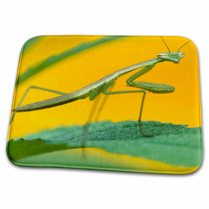 Dish Drying Mat - Praying Mantis insect, Pennsylvania, USA - US39 RKL0020 - Raymond Klass Insects