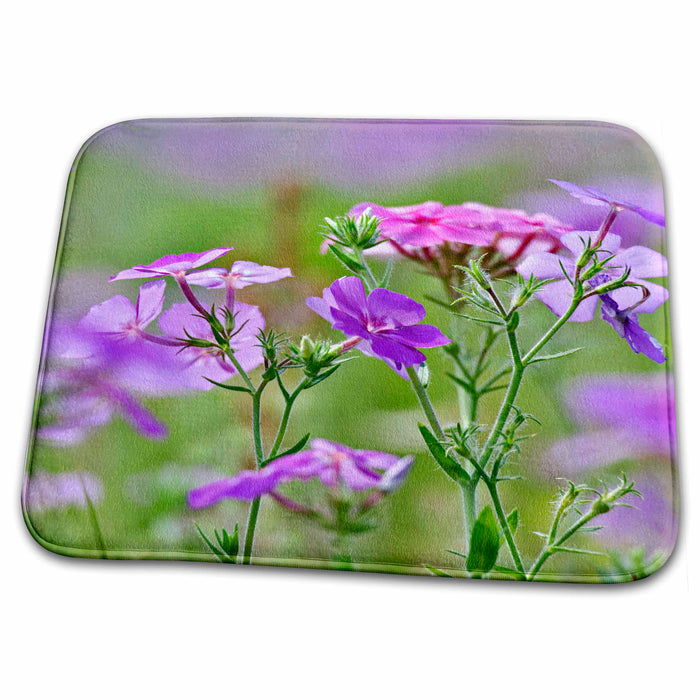 Dish Drying Mat - Drummond Phlox flower, Hilton Head, South Carolina - US41 AJE0020 - Adam Jones Flowers