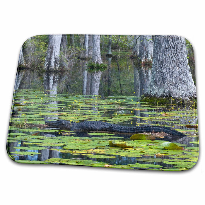 Dish Drying Mat - South Carolina, Cypress Gardens. Alligator, swamp - US41 BJA0009 - Jaynes Gallery Alligators