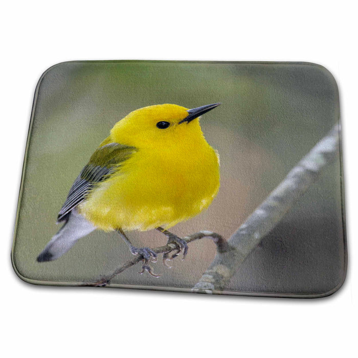 Dish Drying Mat - South Carolina, Prothonotary warbler bird - US41 BJA0061 - Jaynes Gallery Birds