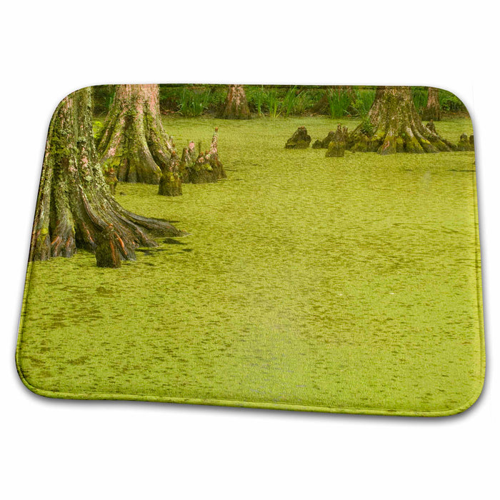 Dish Drying Mat - South Carolina, Magnolia Plantation bald cypress trees - US41 CHI0054 - Corey Hilz South Carolina