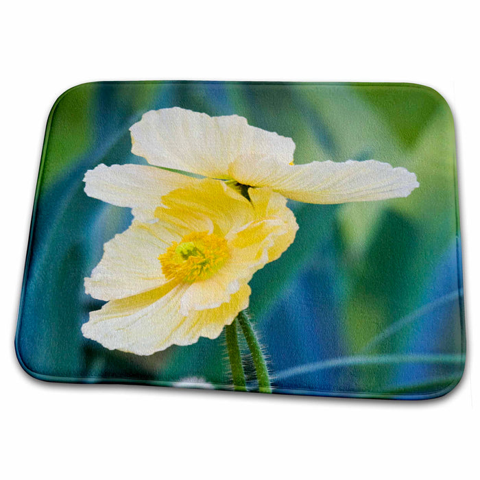 Dish Drying Mat - South Carolina, Charleston. Iceland poppy flowers - US41 JEG0140 - Julie Eggers Flowers