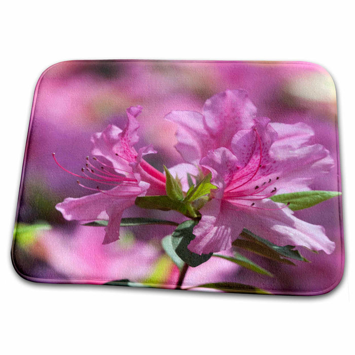 Dish Drying Mat - Azalea flowers bloom, Charleston, South Carolina - US41 RKL0024 - Raymond Klass Flowers