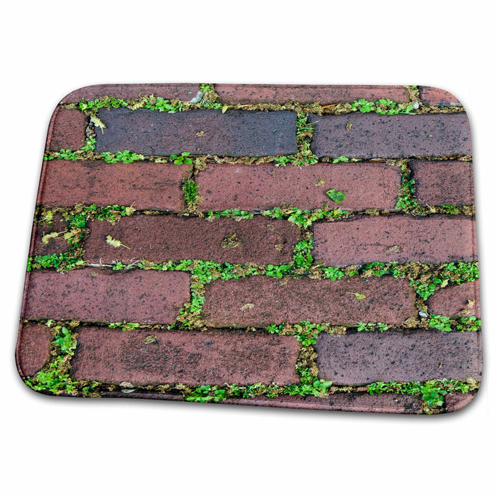 Dish Drying Mat - Moss between the bricks, Charleston, South Carolina - US41 RKL0085 - Raymond Klass South Carolina