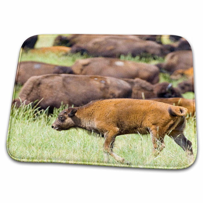 Dish Drying Mat - South Dakota, Custer SP, Buffalo wildlife herd - US42 BJA0022 - Jaynes Gallery Wildlife