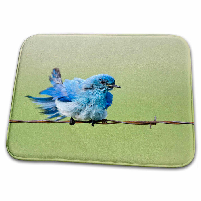 Dish Drying Mat - Custer State Park, South Dakota, Mountain Bluebird - US42 LDI0000 - Larry Ditto Birds