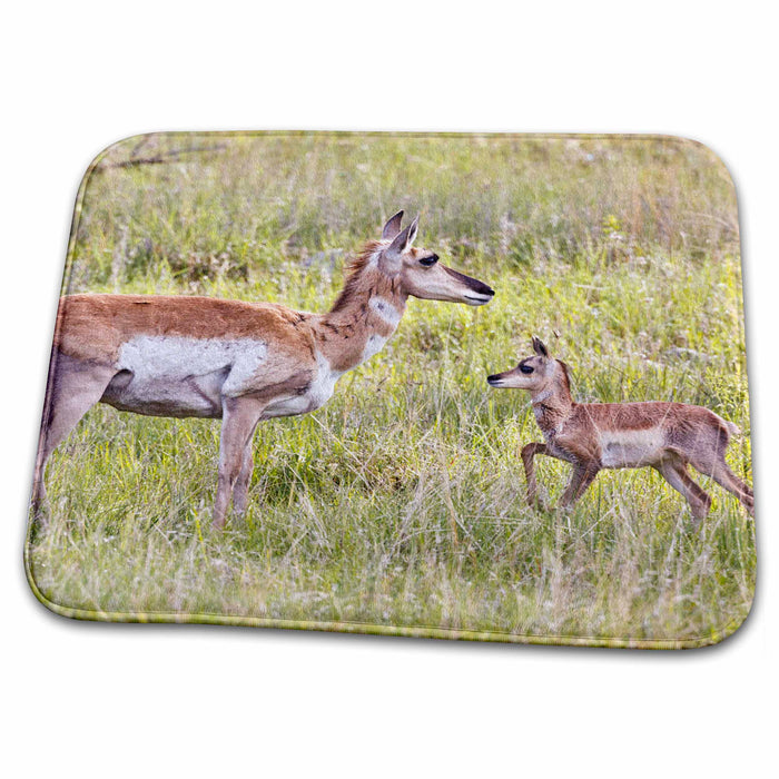 Dish Drying Mat - South Dakota prairie, Pronghorn wildlife - US42 LDI0008 - Larry Ditto Wildlife