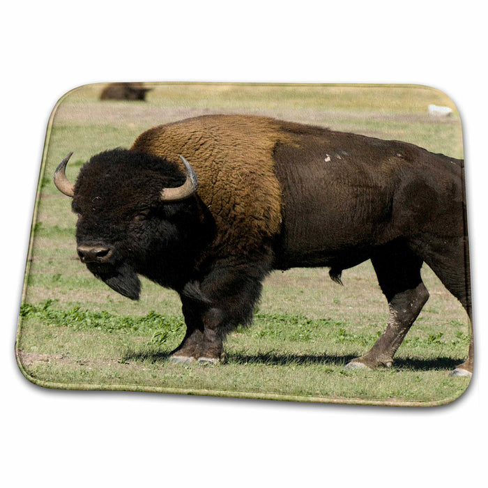 Dish Drying Mat - Bison, Custer SP, Black Hills, South Dakota - US42 SPI0022 - Sergio Pitamitz Bison