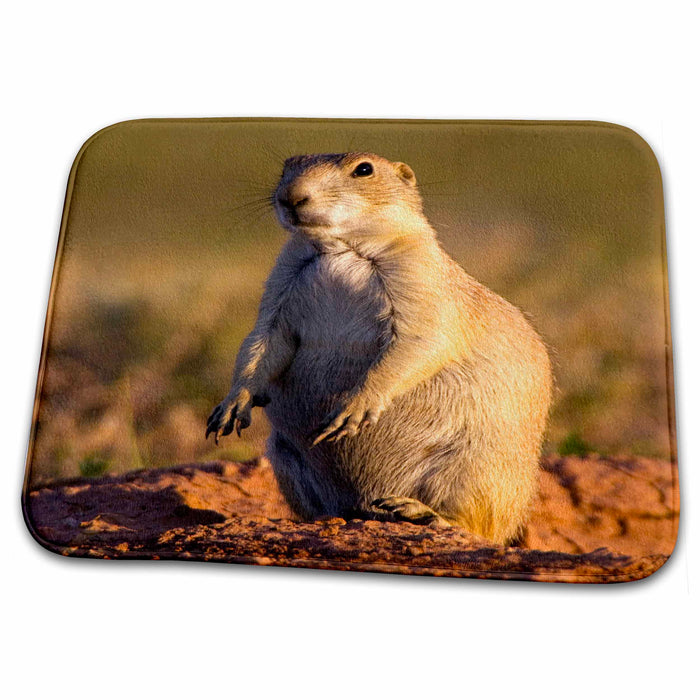 Dish Drying Mat - SD, Wind Cave NP, Black-tailed prairie dog - US42 SSM0008 - Scott T. Smith Dogs