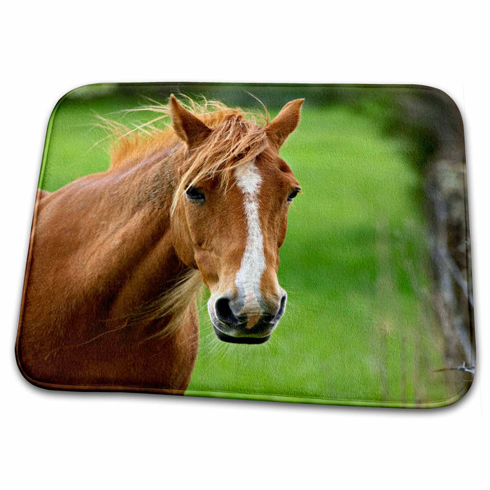 Dish Drying Mat - Horse, Cades Cove, Great Smoky Mountains NP, TN - US43 AJE0174 - Adam Jones Horses