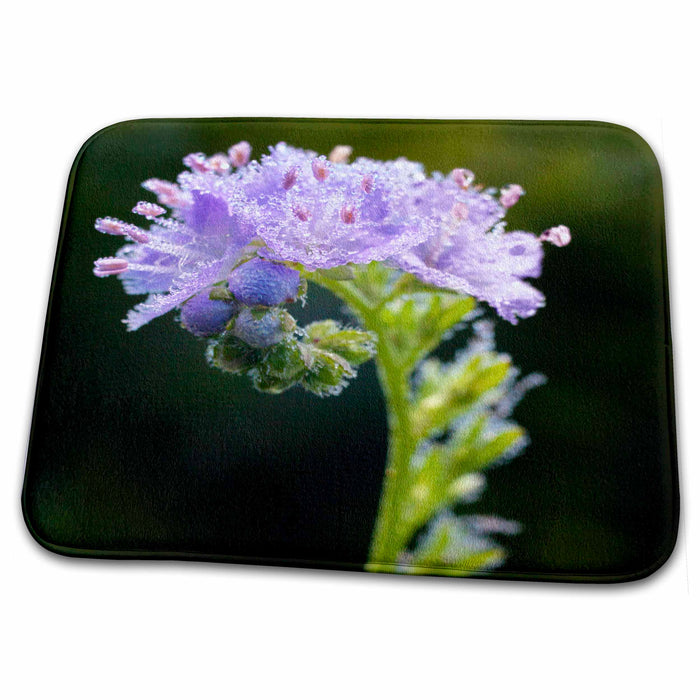 Dish Drying Mat - Phacelia flowers, Great Smoky Mountains, TN - US43 AJE0238 - Adam Jones Flowers