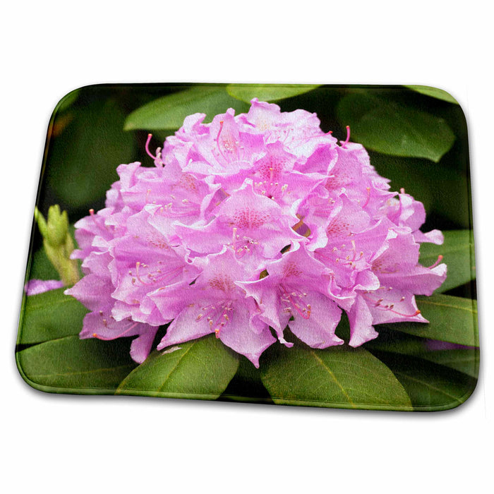 Dish Drying Mat - Rosebay rhododendron flowers, Great Smoky Mountains TN - US43 AJE0269 - Adam Jones Flowers