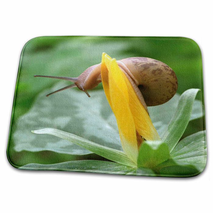 Dish Drying Mat - TN, Great Smoky Mountains, Snail, trillium, garden - US43 BJA0019 - Jaynes Gallery Gardens