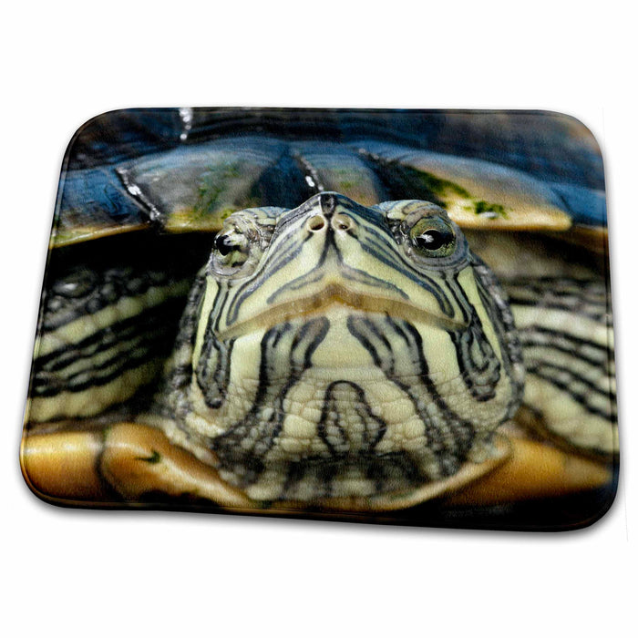 Dish Drying Mat - Cumberland Slider Turtle - US43 MPR0006 - Maresa Pryor Turtles