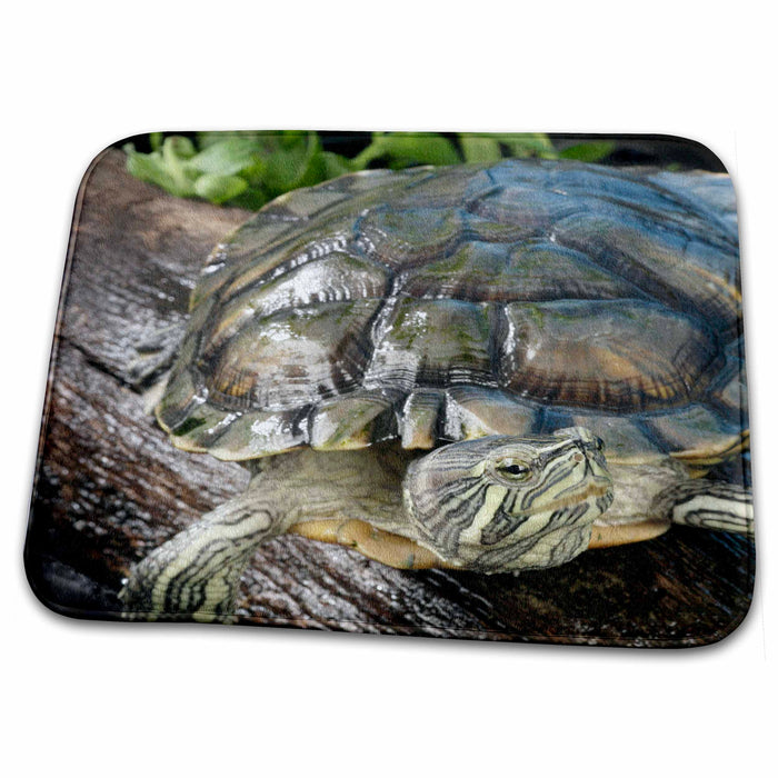 Dish Drying Mat - Cumberland Slider Turtle - US43 MPR0012 - Maresa Pryor Turtles