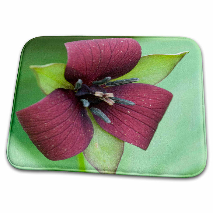 Dish Drying Mat - Trillium flower, Great Smoky Mountains, TN - US43 RKL0015 - Raymond Klass Flowers