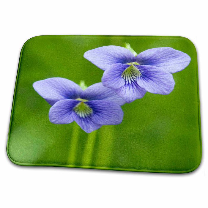 Dish Drying Mat - Blue Violet flower, Great Smoky Mountains, TN - US43 RKL0016 - Raymond Klass Flowers