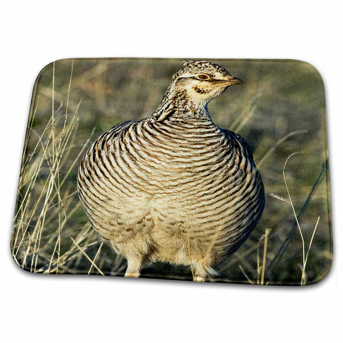 Dish Drying Mat - Texas, Lipscomb. Lesser prairie chicken wildlife - US44 BJA0009 - Jaynes Gallery Birds