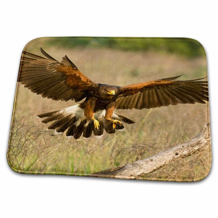 Dish Drying Mat - Texas, Rio Grande Valley, Harris hawk bird - US44 BJA0012 - Jaynes Gallery Birds