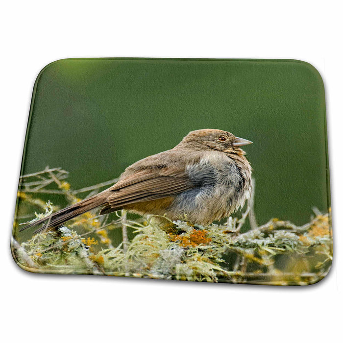 Dish Drying Mat - Texas, Hill Country. Canyon towhee bird - US44 BJA0015 - Jaynes Gallery Birds