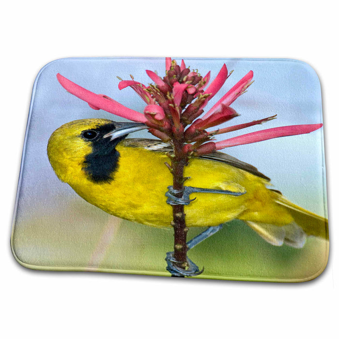 Dish Drying Mat - Texas, South Padre Island. Hooded oriole bird - US44 BJA0016 - Jaynes Gallery Birds