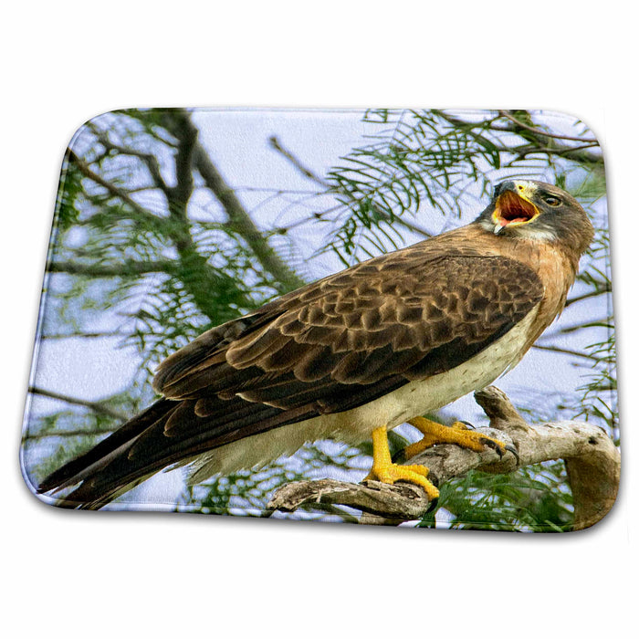 Dish Drying Mat - Texas Rio Grande Valley, Morph Swainsons hawk bird - US44 BJA0025 - Jaynes Gallery Birds