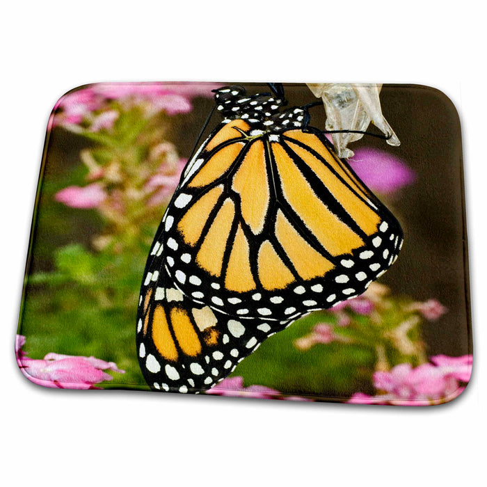 Dish Drying Mat - Texas, Hill Country. Monarch butterfly - US44 BJA0028 - Jaynes Gallery Butterflies