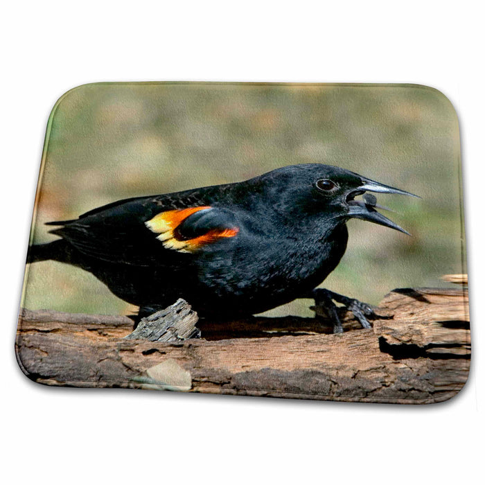 Dish Drying Mat - USA, Texas, Hill Country. Redwing blackbird - US44 BJA0034 - Jaynes Gallery Birds