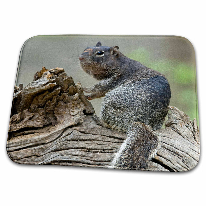 Dish Drying Mat - USA, Texas, Hill Country. Rock squirrel - US44 BJA0045 - Jaynes Gallery Squirrels