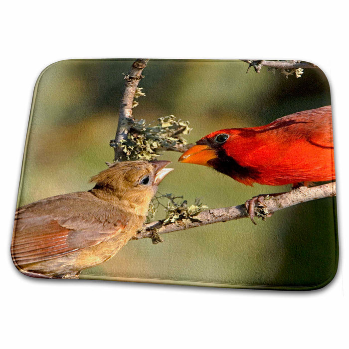 Dish Drying Mat - Texas, Rio Grande Valley, Northern cardinal birds - US44 BJA0049 - Jaynes Gallery Birds