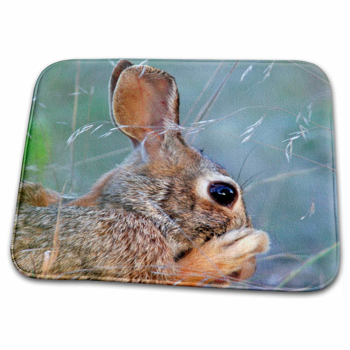 Dish Drying Mat - USA, Texas, Kimble County. Cottontail rabbit - US44 BJA0076 - Jaynes Gallery Rabbits