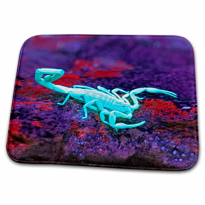 Dish Drying Mat - USA, Texas, Kimble County. Striped bark scorpion - US44 BJA0079 - Jaynes Gallery Scorpions