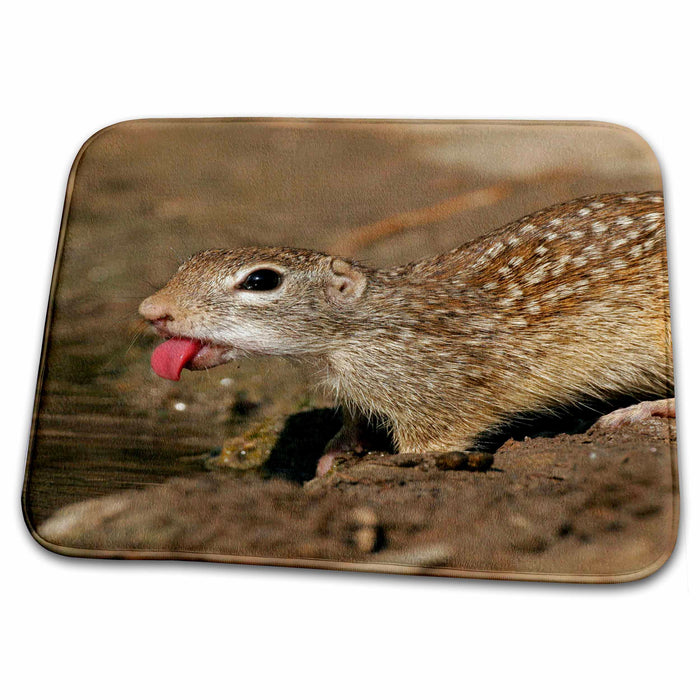 Dish Drying Mat - USA, Texas, Starr County. Mexican ground squirrel - US44 BJA0082 - Jaynes Gallery Squirrels