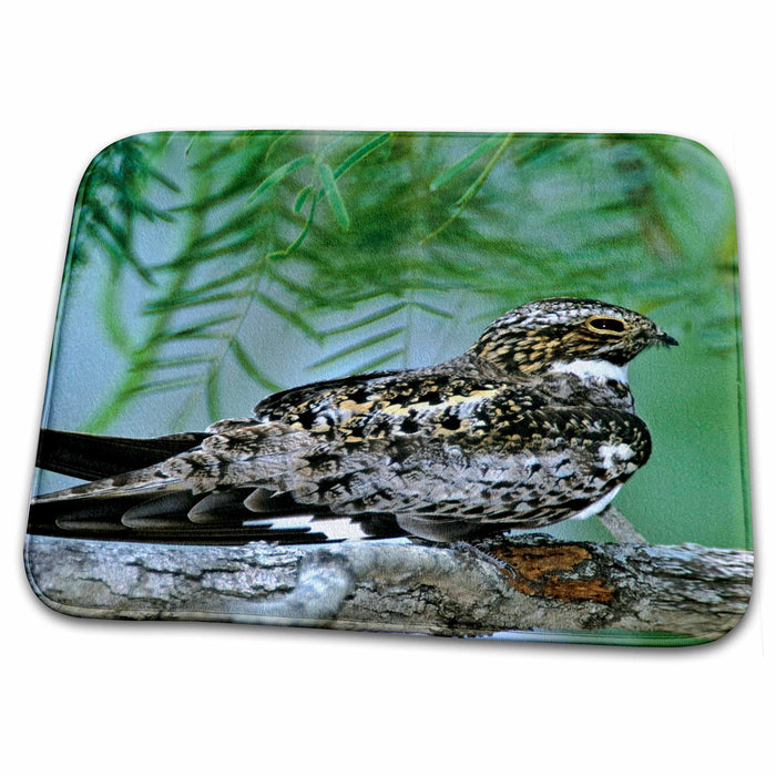 Dish Drying Mat - Texas, Rio Grande Valley, Common nighthawk bird - US44 BJA0092 - Jaynes Gallery Birds