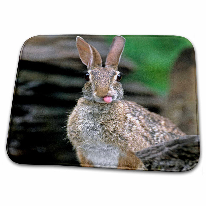 Dish Drying Mat - Texas, Rio Grande Valley, desert cottontail rabbit - US44 BJA0094 - Jaynes Gallery Rabbits