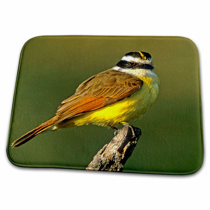 Dish Drying Mat - Texas, Rio Grande Valley, Greater kiskadee bird - US44 BJA0098 - Jaynes Gallery Birds