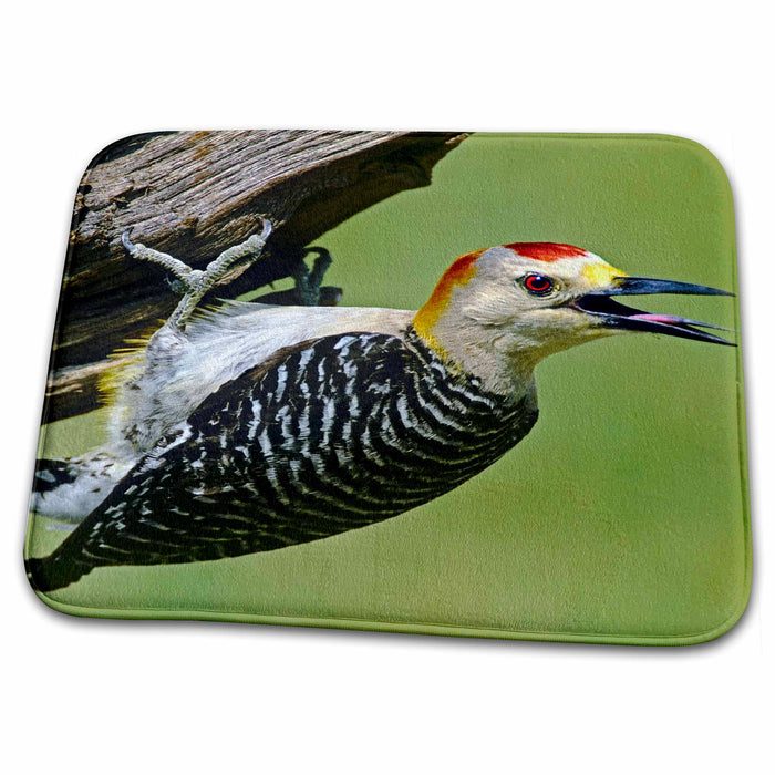 Dish Drying Mat - Texas, Rio Grande, gold-fronted woodpecker bird - US44 BJA0100 - Jaynes Gallery Birds