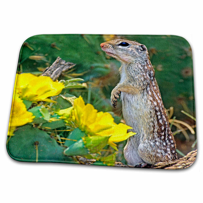 Dish Drying Mat - USA, Texas, Starr County. Mexican ground squirrel - US44 BJA0104 - Jaynes Gallery Squirrels