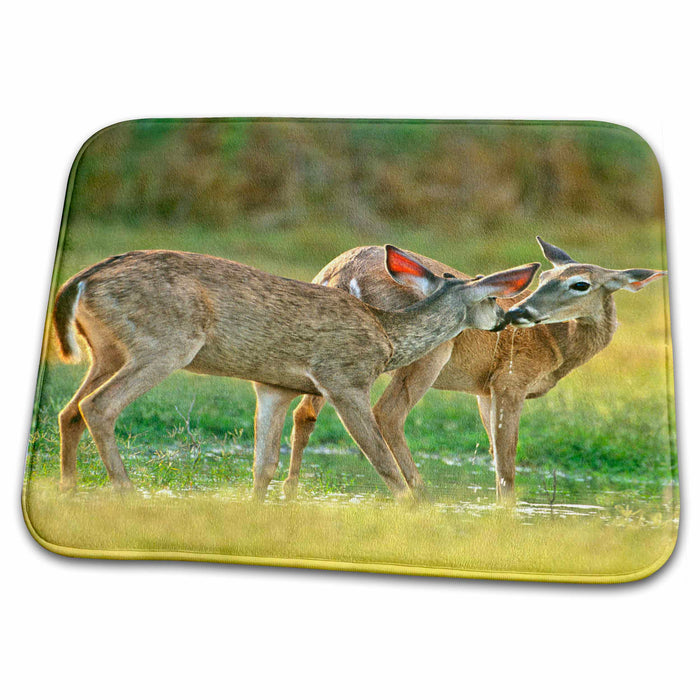 Dish Drying Mat - USA, Texas, Rio Grande Valley, Whitetail deer - US44 BJA0105 - Jaynes Gallery Deer