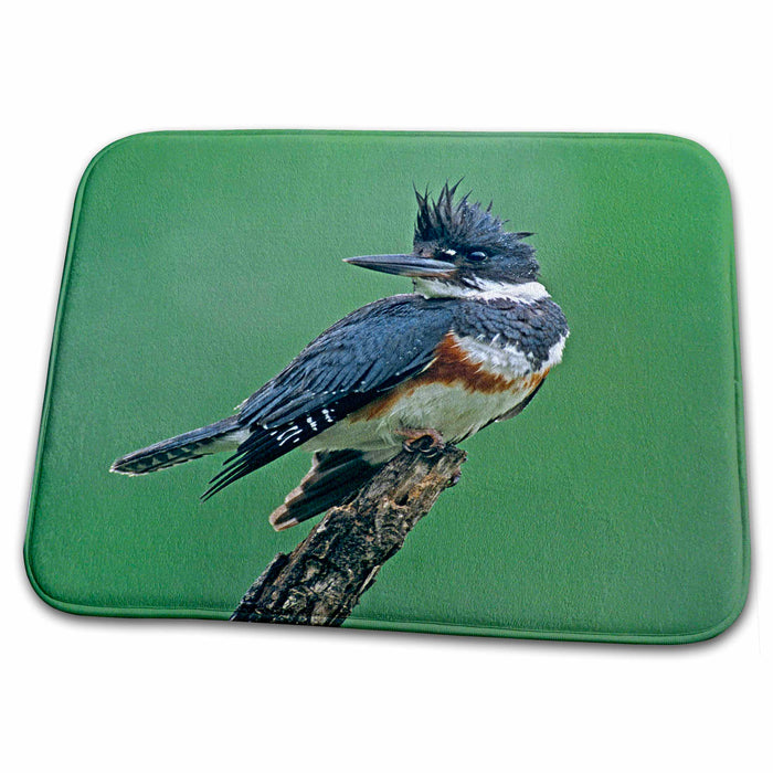 Dish Drying Mat - Texas, Rio Grande Valley, Belted kingfisher bird - US44 BJA0107 - Jaynes Gallery Birds